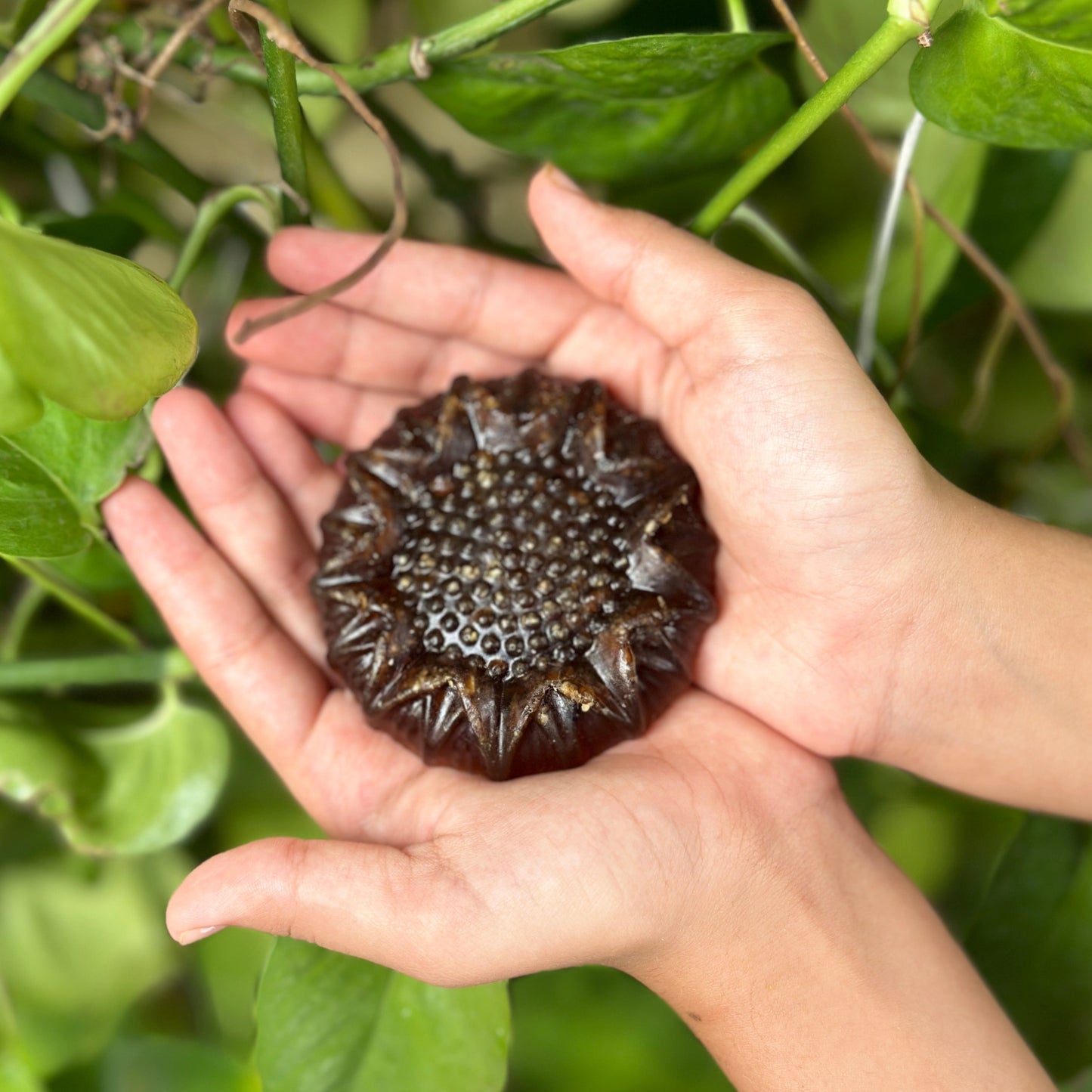 Coffee Soap